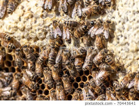 closeup of bees on honeycomb in apiary frame Honey bee selective focus 70443641