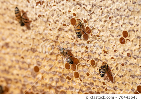 closeup of bees on honeyframe closed with wax in apiary beehive selective focus 70443643