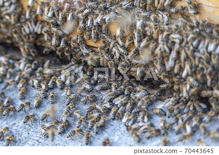 Close up of huge crowd of honey bees flying into beehive apiary Working bees collecting yellow pollen 70443645