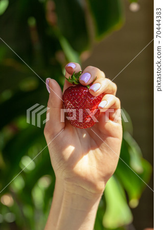 Beautiful large red strawberry in a hand Beautiful large red strawberry in a hand 70444383