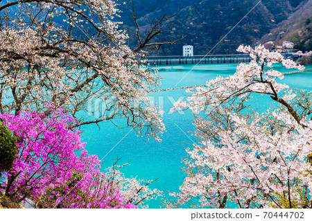 東京奧多摩町的Okochi大壩和湖濱櫻花(Miharashinooka的景色) 東京奧多摩町的Okochi大壩和湖濱櫻花(Miharashinooka的景色) 70444702