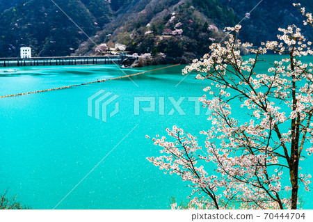Okutama Town, Tokyo Ogouchi Dam and Sakura on the Lake (View from Miharashinooka) 70444704