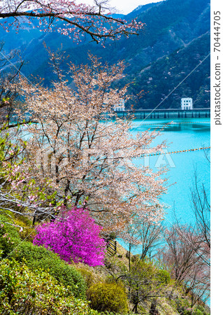 Okutama Town, Tokyo Ogouchi Dam and Sakura on the Lake (View from Miharashinooka) 70444705