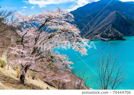 Okutama Town, Tokyo Ogouchi Dam and Sakura on the Lake (View from Miharashinooka) 70444706
