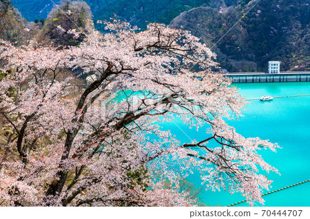 Okutama Town, Tokyo Ogouchi Dam and Sakura on the Lake (View from Miharashinooka) 70444707