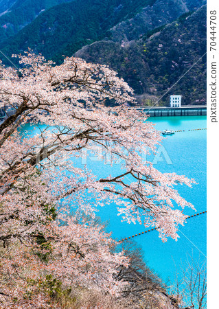 東京奧多摩町的Okochi大壩和湖濱櫻花(Miharashinooka的景色) 東京奧多摩町的Okochi大壩和湖濱櫻花(Miharashinooka的景色) 70444708