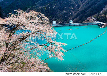 東京奧多摩町的Okochi大壩和湖濱櫻花（Miharashinooka的景色） 70444710