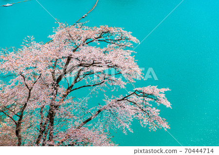 Okutama Town, Tokyo Ogouchi Dam and Sakura on the Lake (View from Miharashinooka) Okutama Town, Tokyo Ogouchi Dam and Sakura on the Lake (View from Miharashinooka) 70444714