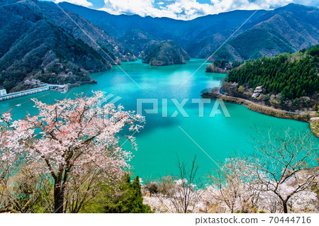東京奧多摩町的Okochi大壩和湖濱櫻花(Miharashinooka的景色) 東京奧多摩町的Okochi大壩和湖濱櫻花(Miharashinooka的景色) 70444716