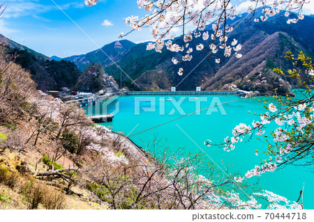 Okutama Town, Tokyo Ogouchi Dam and Sakura on the Lake (View from Miharashinooka) 70444718