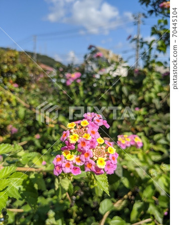 Yellow and pink lantana flowers 70445104