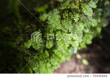 green fern detail nature in the rain forest with moss on the rock - close up plant green fern detail nature in the rain forest with moss on the rock - close up plant 70446868