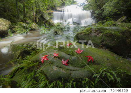 The jungle green tree and plant detail nature in the rain forest with moss fern and maple leaf on the rock and trees water streams waterfalls flowing from the mountains beautiful forest waterfall 70446869