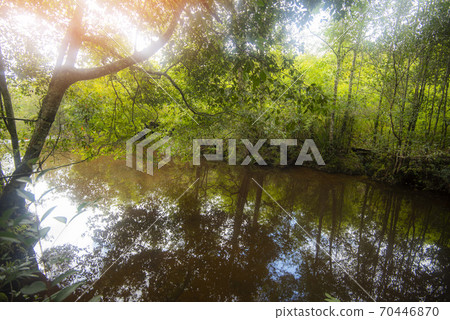 The jungle green tree and plant detail nature in the rain forest with rock and trees water streams waterfalls flowing from the mountains - beautiful river forest thailand The jungle green tree and plant detail nature in the rain forest with rock and trees water streams waterfalls flowing from the mountains - beautiful river forest thailand 70446870