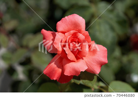 Red rose on a background of green leaves close up 70446880