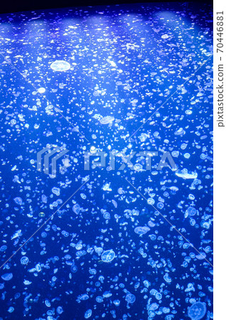 Kurage Sea of Japan 70446881