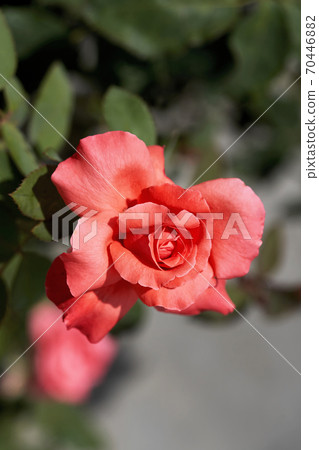 Red rose on a background of green leaves close up 70446882