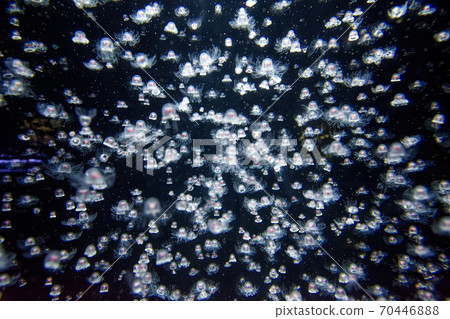 日本的庫拉奇海 70446888