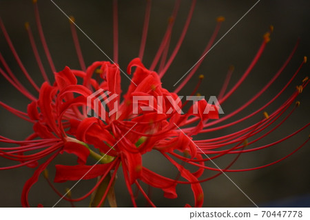 Red cluster amaryllis floating on a black background Red cluster amaryllis floating on a black background 70447778