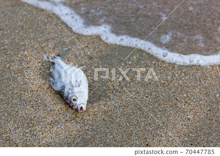 Death fish on the beach. Death fish on the beach. 70447785