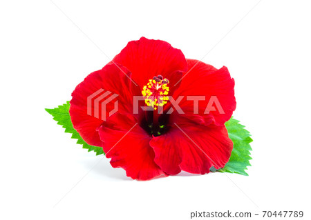 a red hibiscus flower isolated. 70447789