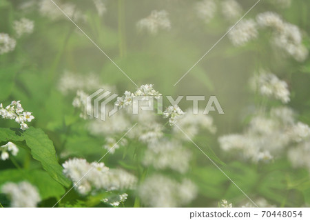 October Buckwheat field in full bloom The buckwheat flowers are white, small and pretty October Buckwheat field in full bloom The buckwheat flowers are white, small and pretty 70448054