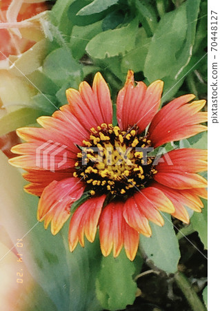 Flowers Flowers 70448127