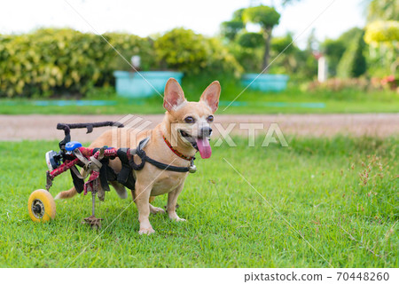 Cute little dog in wheelchair or cart walking in grass field.. Cute little dog in wheelchair or cart walking in grass field.. 70448260
