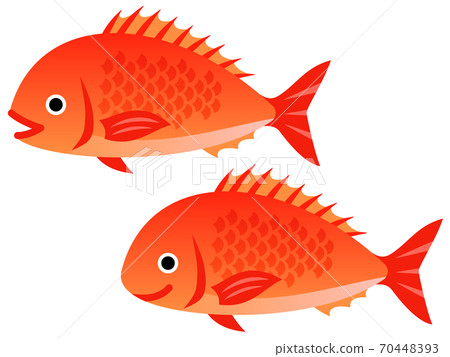 Snapper illustration 70448393
