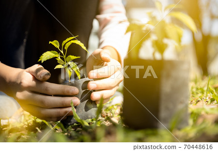 Closeup asian child girl planting a tree in green nature two hands holding and caring protect seedlings or tree growing into soil world environment day save the world earth day environment concept 70448616