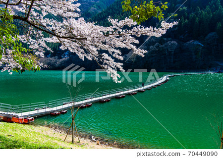 Lake Okutama and cherry blossoms in Okutama Town, Tokyo (Floating Bridge in Tozura) Lake Okutama and cherry blossoms in Okutama Town, Tokyo (Floating Bridge in Tozura) 70449090