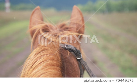 Jockey on a horse running around a dirt track during rain. Red horse running on nature. Sprinting horse. slow motion 70449175