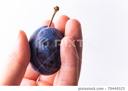 Close up of one plum fruit in hand with copy space 70449325