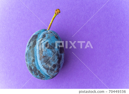 Close up of one plum fruit with copy space Close up of one plum fruit with copy space 70449336