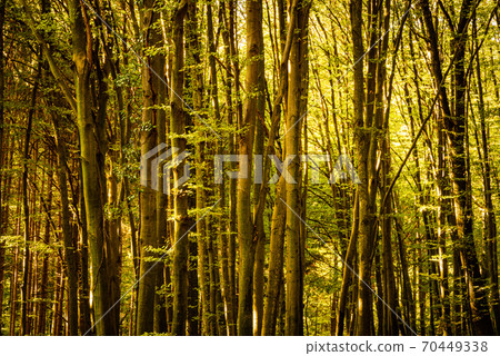 Early autumn forest on sunny day. Woods in Styria, Austria Early autumn forest on sunny day. Woods in Styria, Austria 70449338