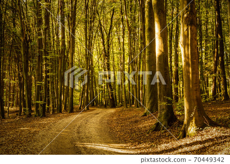 Early autumn forest on sunny day. Woods in Styria, Austria Early autumn forest on sunny day. Woods in Styria, Austria 70449342