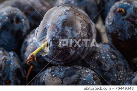 Wet Ripe Plums covered with water drops, closeup 70449348