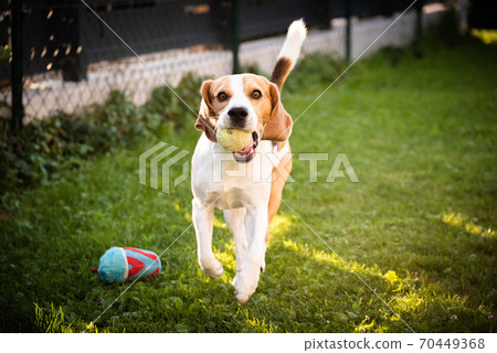 Dog playing with a ball in a garden. Dog playing with a ball in a garden. 70449368