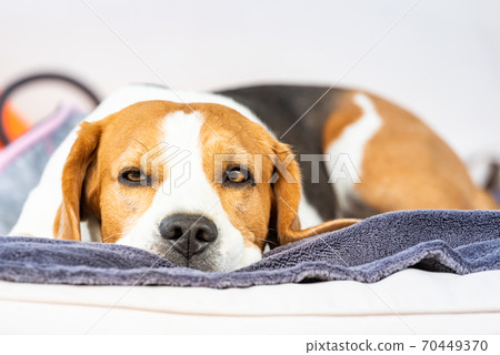 Beagle dog tired sleeps on a cozy sofa outdoors Beagle dog tired sleeps on a cozy sofa outdoors 70449370