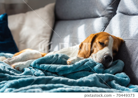 Beagle dog tired sleeps on a cozy sofa in bright room Beagle dog tired sleeps on a cozy sofa in bright room 70449373