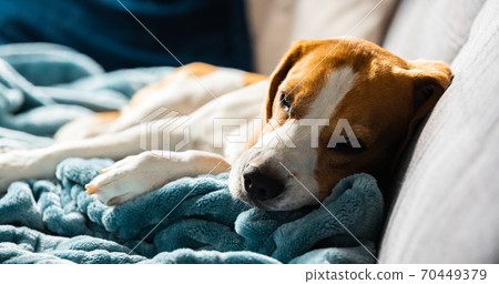 Beagle dog tired sleeps on a cozy sofa in bright room Beagle dog tired sleeps on a cozy sofa in bright room 70449379