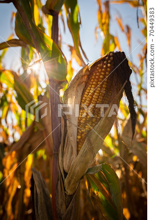 Yellow corn in agricultural field against autumn sun 70449383