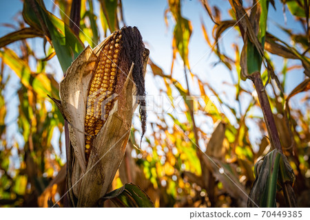 Yellow corn in agricultural field against autumn sun 70449385
