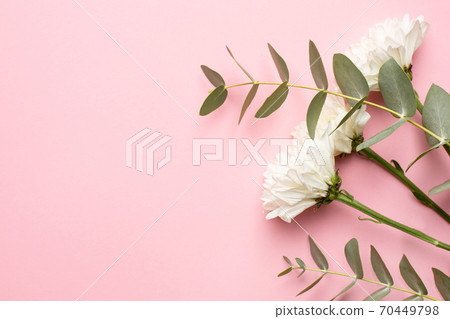 White flowers and green eucalyptus plant on a pink background White flowers and green eucalyptus plant on a pink background 70449798