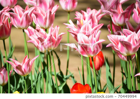 Unusual tulip flower Unusual tulip flower 70449994