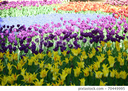 Tulip field Tulip field 70449995