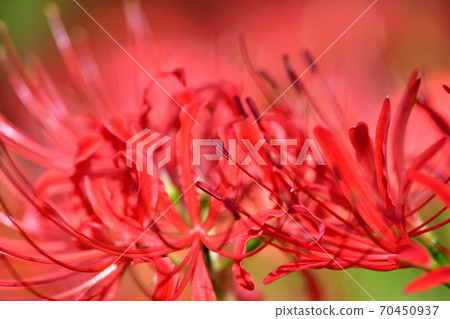 Cluster amaryllis Cluster amaryllis 70450937
