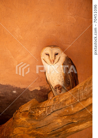 barn owl or Tyto alba portrait sitting on a dead tree trunk in historical gate at ranthambore national park or tiger reserve rajasthan india barn owl or Tyto alba portrait sitting on a dead tree trunk in historical gate at ranthambore national park or tiger reserve rajasthan india 70451096