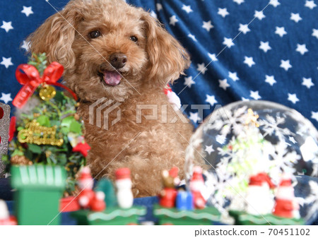 Toy poodle's Christmas 70451102