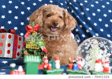 Toy poodle's Christmas 70451103